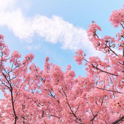 我的英雄学院入学季哔哩哔哩版下载